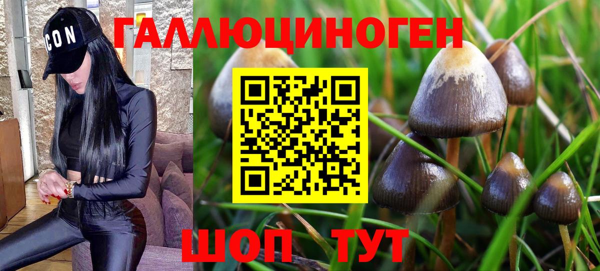 Галлюциногенные грибы Magic Shrooms  Галлюциногенные грибы прущие грибы  Губаха 